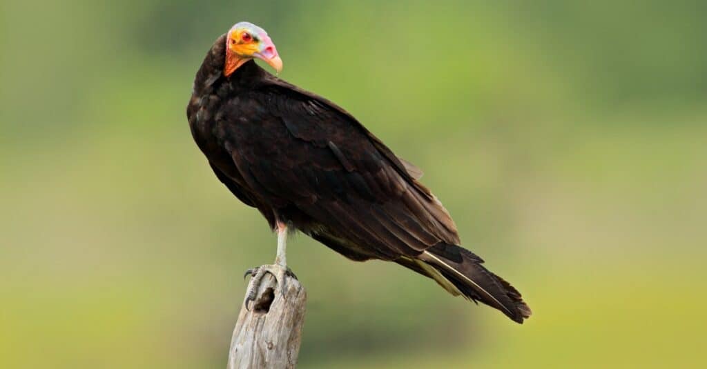New World Vulture - Lesser Yellowheaded Vulture