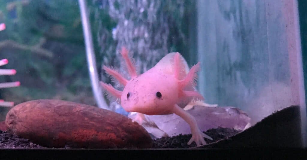 leucistic axolotl