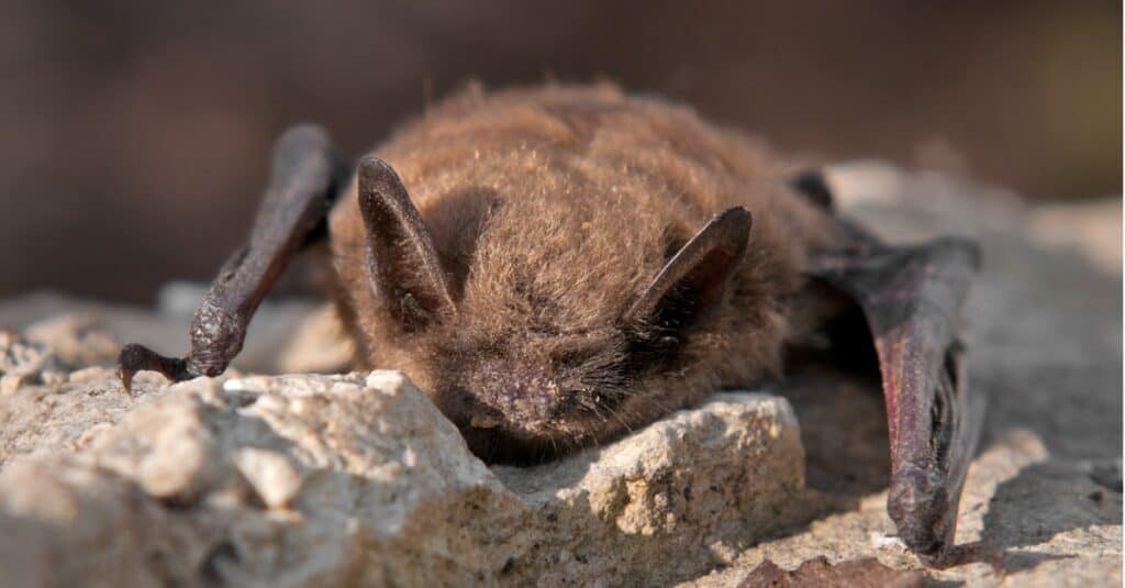 little brown bat on rock