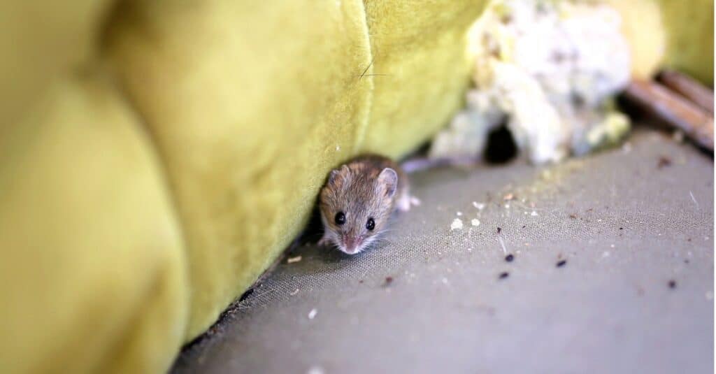 Mice In Your Garage? Here's What To Do Now - A-Z Animals