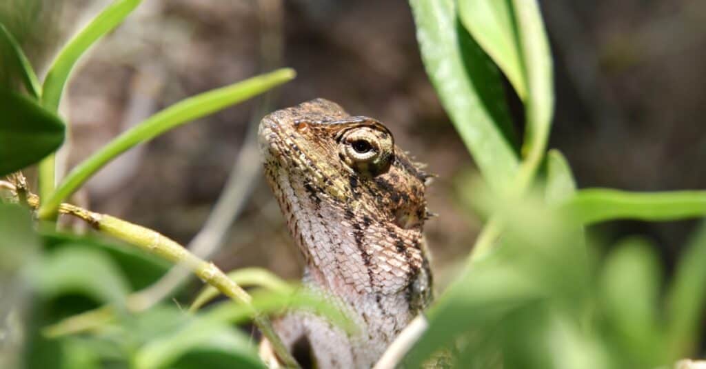 eastern fence lizard