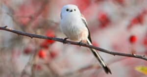 long-tailed tit on berry tree, blurred background