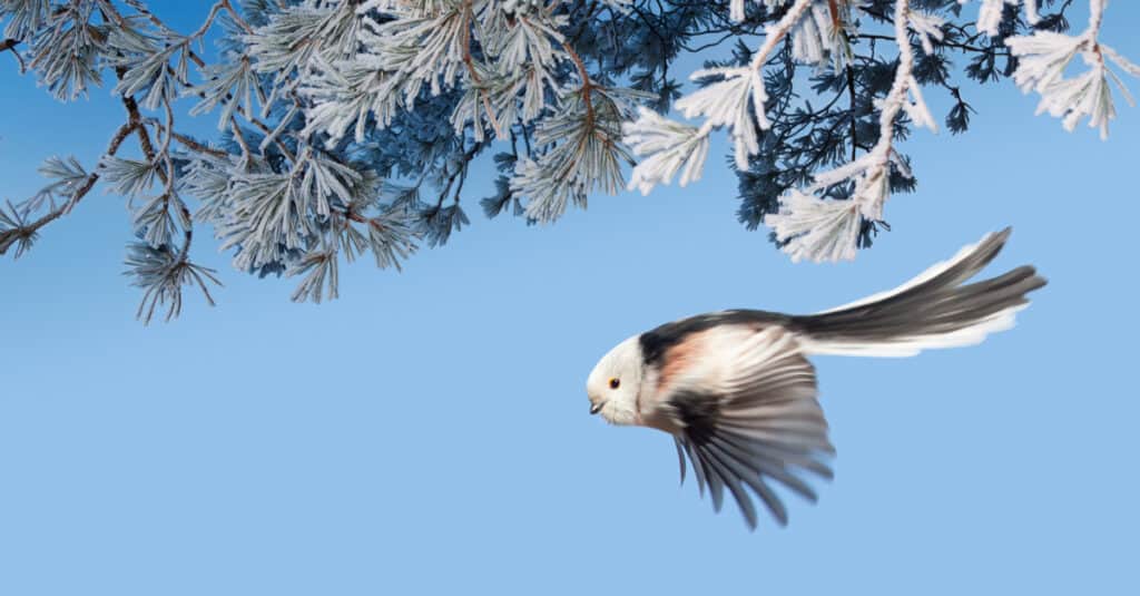 long-tailed tit in flight