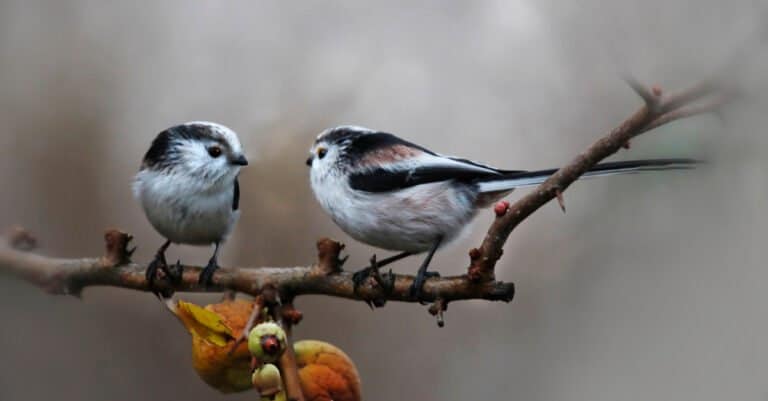 long-tailed tits perched together