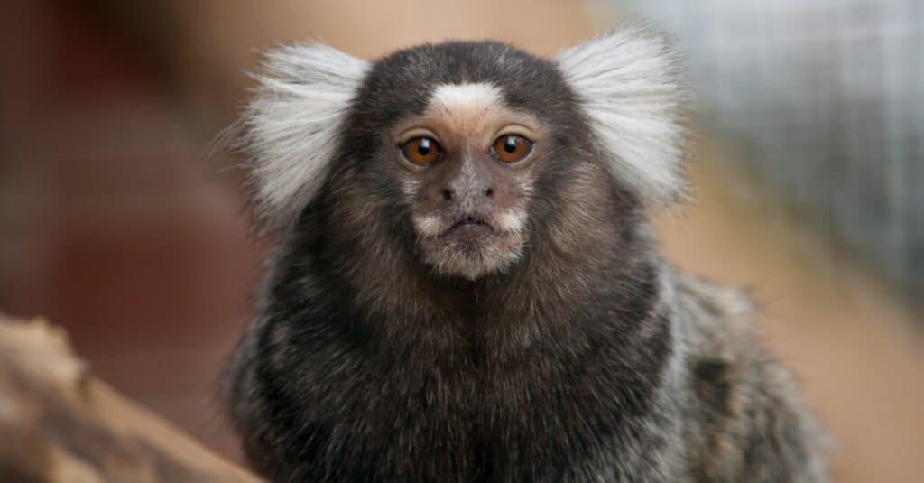 close up of marmoset