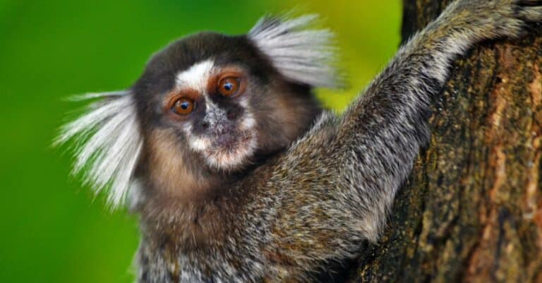 close up of marmoset