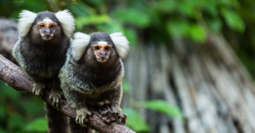 marmosets sitting on branch