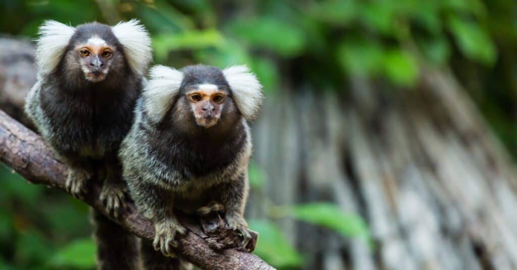 Marmoset - A-Z Animals