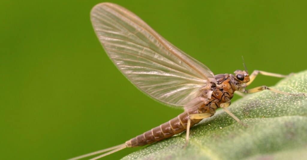 mayfly on leaf