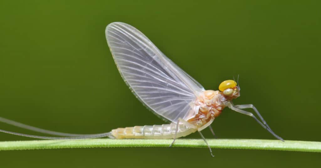 mayfly on twig