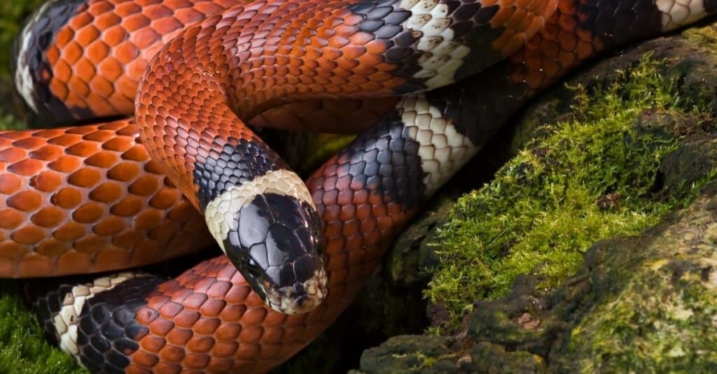 close up of milk snake