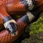 All species of milk snakes have alternating colors of light and dark.