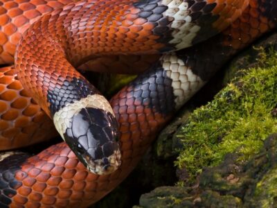 A Corn Snake vs. Milk Snake: 3 Differences and 3 Similarities