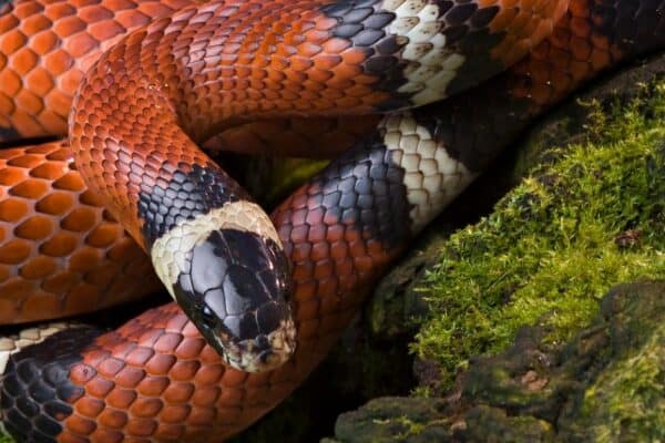 All species of milk snakes have alternating colors of light and dark.
