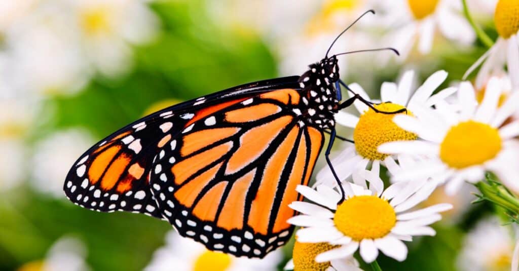 monarch butterfly on a Shasta daisy,  a flower with oblong white petals and a circular yellow center. The butterfly is primarily orange outlined with black. Edge of wings is black with white dots.