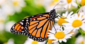 10 Incredible Butterfly Facts Picture