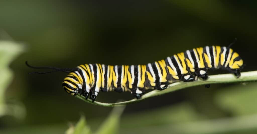 Monarch Butterfly Caterpillar 1024x535 