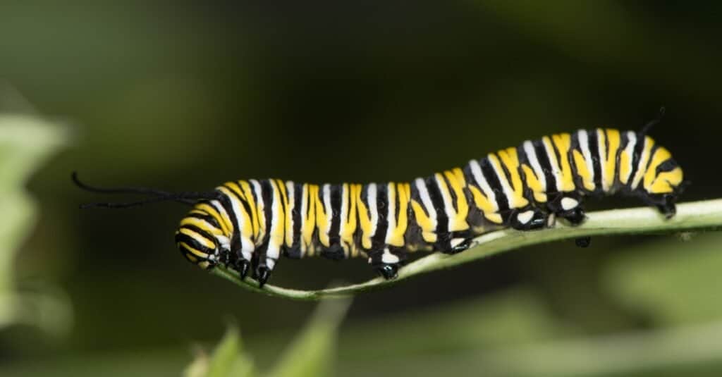 monarch butterfly caterpillar