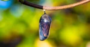 Monarch Butterfly Chrysalis: What Does It Look Like? Picture