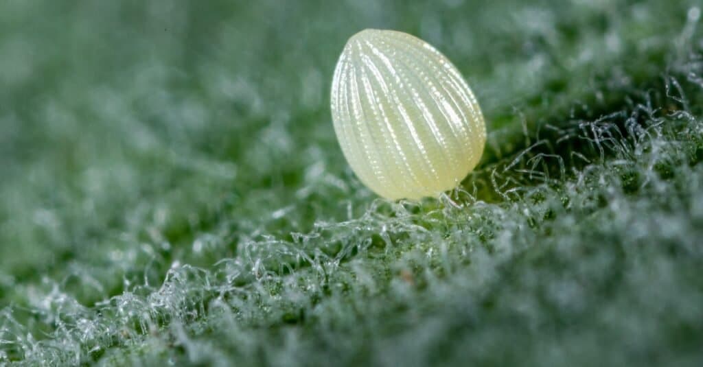 monarch butterfly egg on leaf