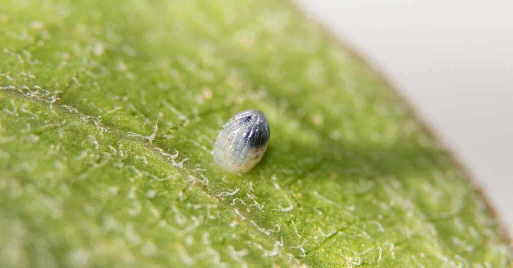 monarch butterfly egg on leaf