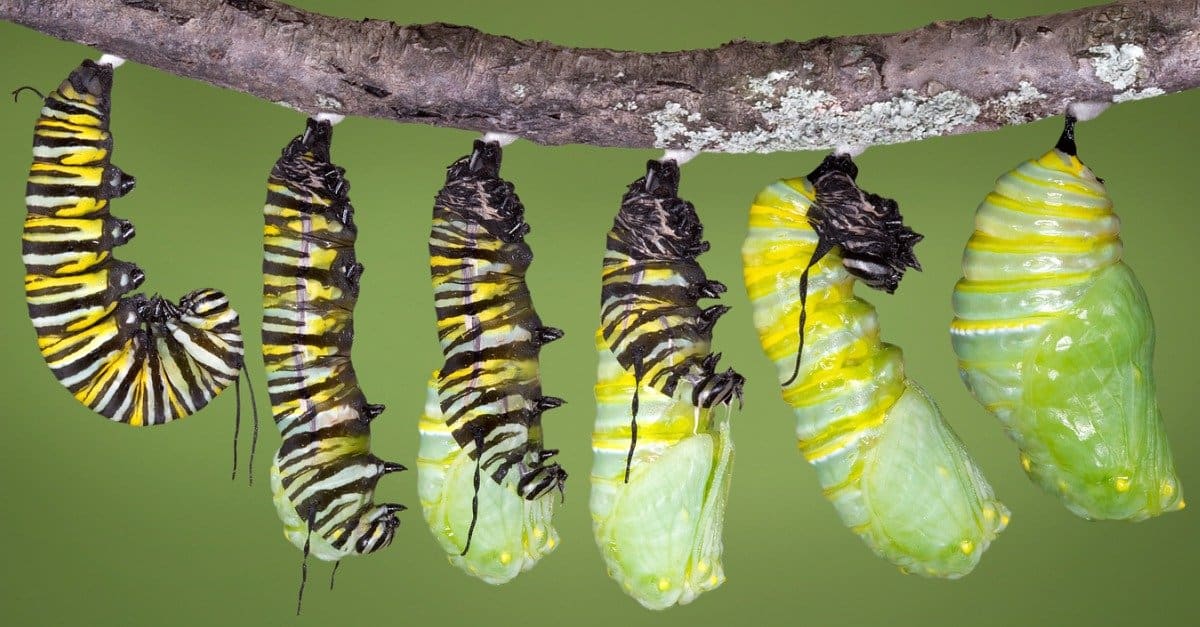 Monarch Butterfly Chrysalis Stages