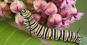 What Do Monarch Caterpillars Eat? Picture