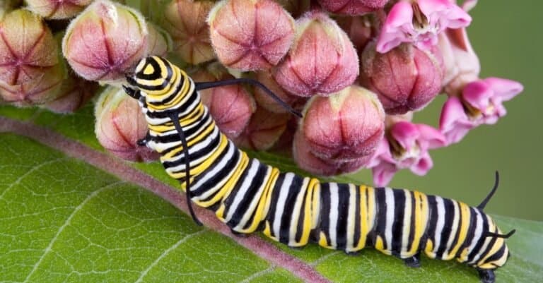 monarch caterpillar on milkweed