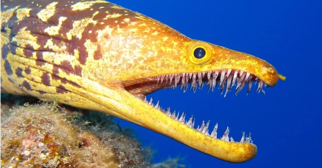 fangtooth fish closeup