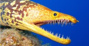 10 Deep Sea Creatures: Discover the Rarest Scariest Animals Beneath the Seas! Picture