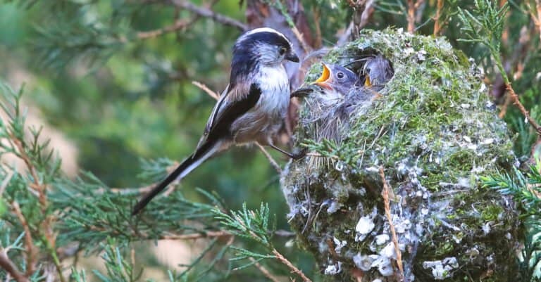 mother feeding baby long-tailed tits