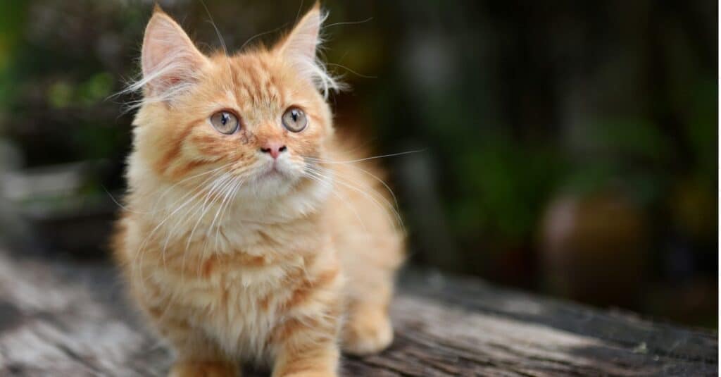 munchkin cat