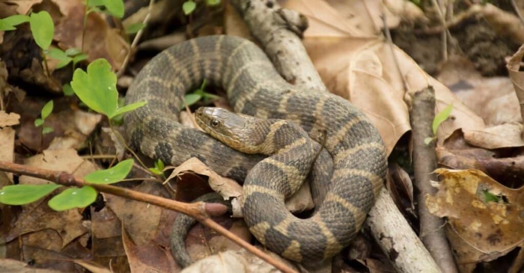 northern water snake curled up in leaves. The snake has large bands  of dark brown alternating with thinner taupe /tan bands. 