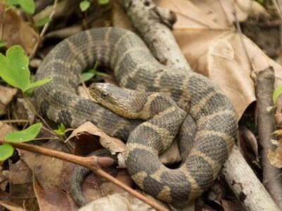 A Northern Water Snake