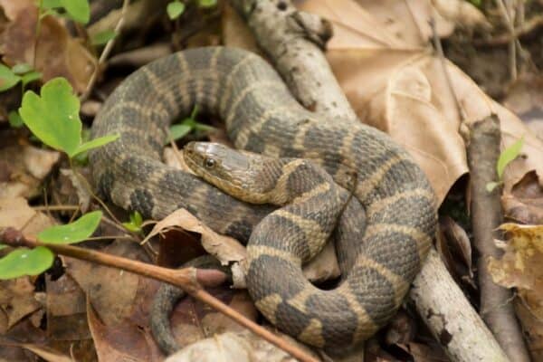 The northern water snake has a flat head that is as wide as its neck.