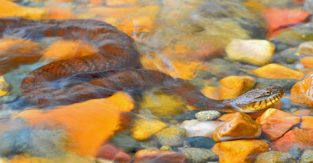 northern water snake in water