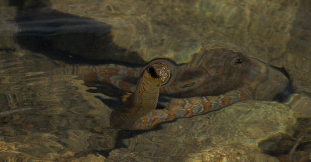 serpent d'eau du nord dans l'eau