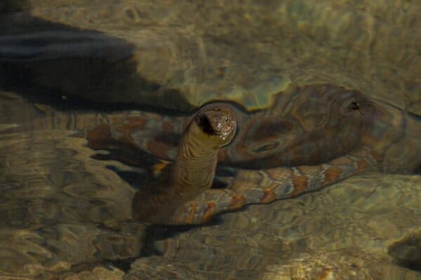 The northern water snake reaches up to 4.5 feet in length.