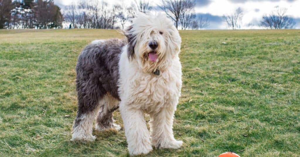 Old English Sheepdog - Saúde Animal