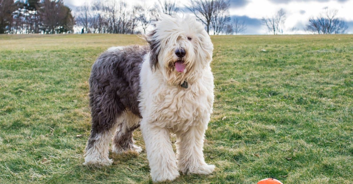 old english sheepdog playing in open field