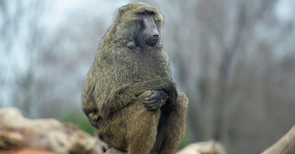 olive baboon sitting