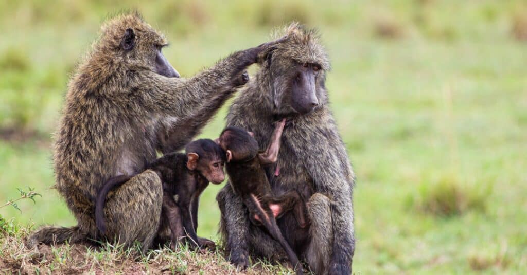 olive baboon family