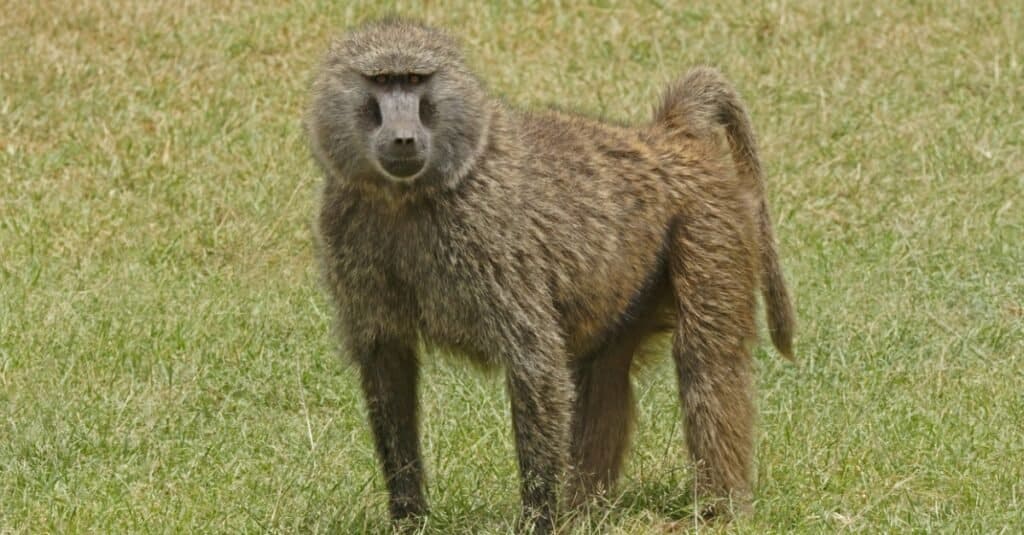 olive baboon standing in field