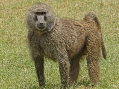 A Olive Baboon