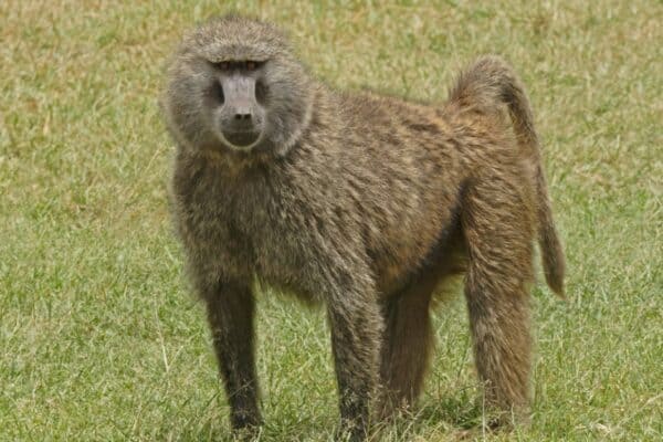 olive baboon standing in field