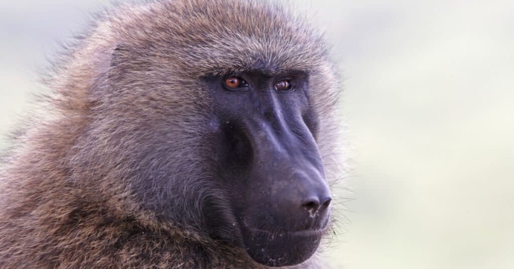 close up of an olive baboon