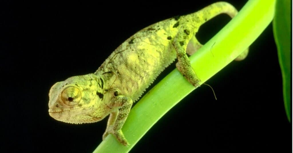 cutest lizards panther chameleon