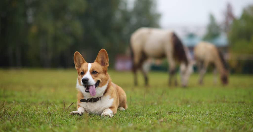 Pembroke welsh corgi laying in front of horses