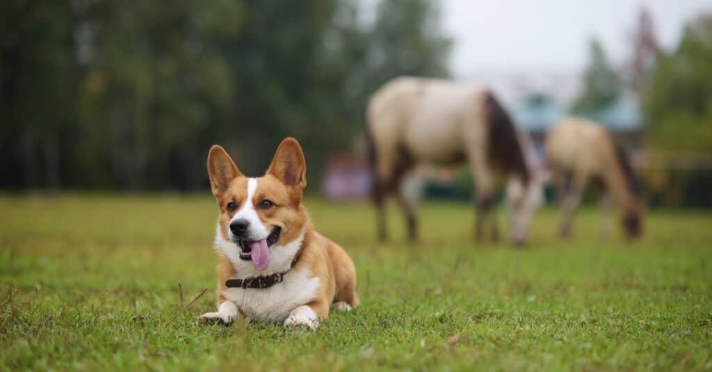 Mini Corgi vs Corgi