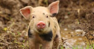The Best Children’s Books About Pigs for Facts, Adventures, and Life Lessons Picture
